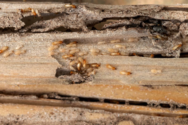Best Pest Removal Services  in Tinley Park, IL